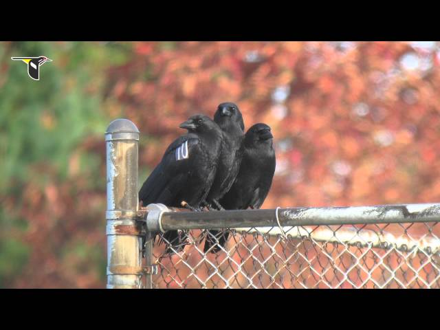 Caw vs. Croak: Inside the Calls of Crows and Ravens
