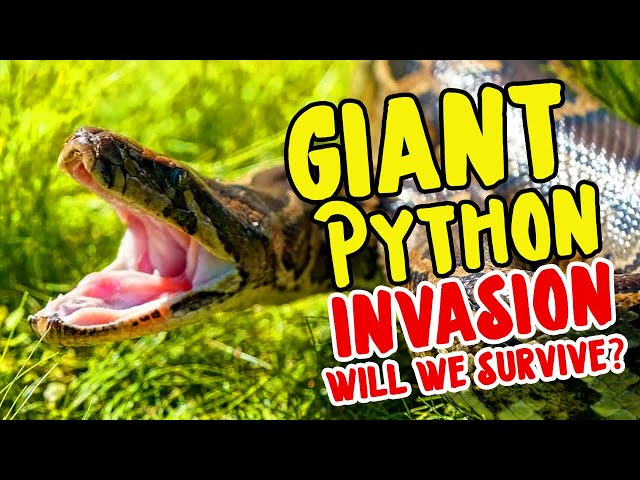 GIANT PYTHON INVASION!