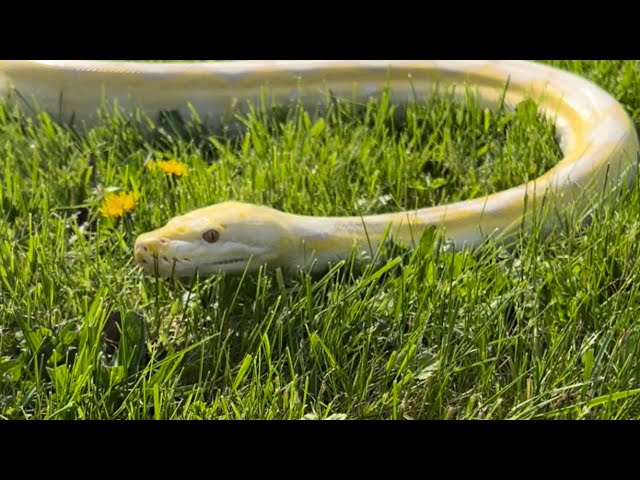 Taking our 10ft reticulated python outside!