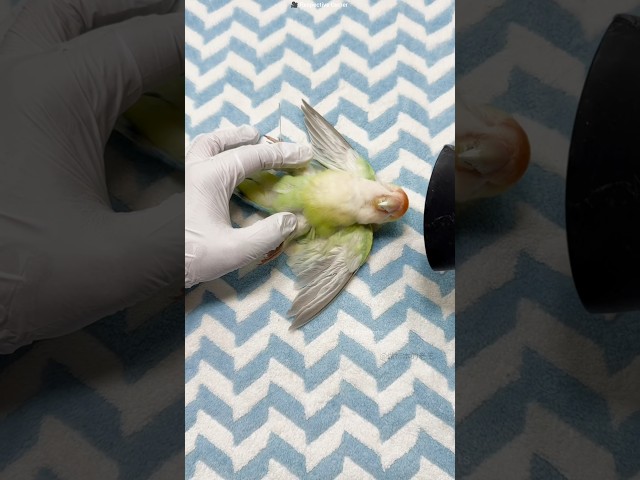 The Parrot’s Final Restoration 🦜😢 #shorts