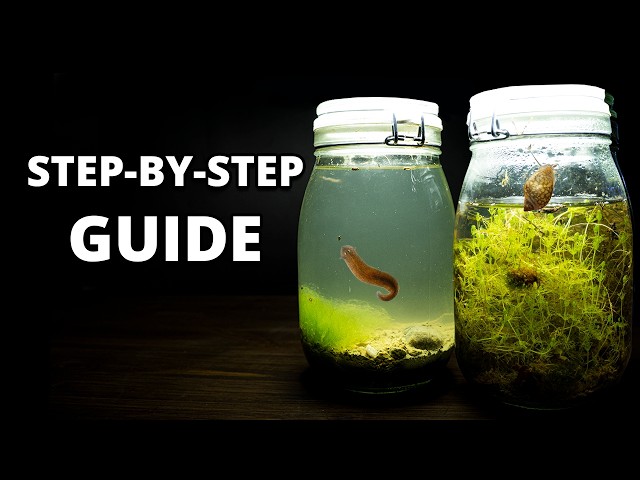 How to Build a Self-Sustaining Jar Ecosystem