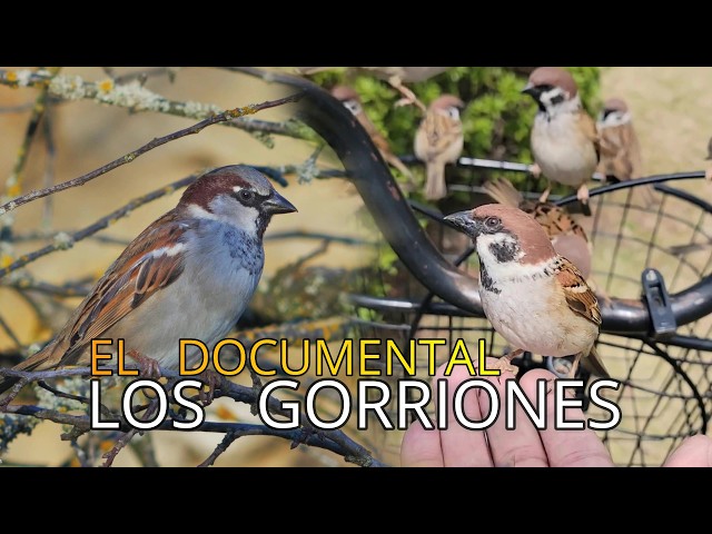 Los Gorriones||Pequeños Documentales|| 🐦||Gorrión Común||Gorrión Molinero.