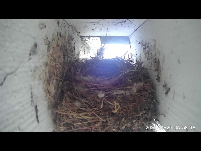 Finch Cam at Painted Peacock Manor