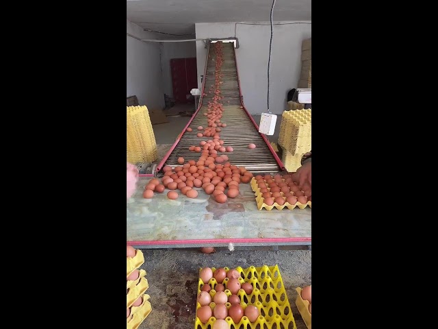 ✨🔴LIVE～Egg Sorting 🥚 2026-07-16
