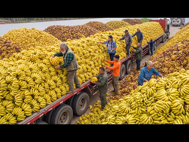 Inside the Banana Processing Factory – From Fresh Bananas to Premium Products