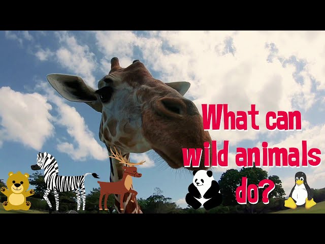 What can wild animals do?