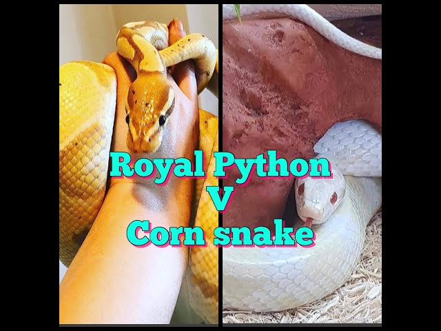 LIVE Royal Python V Corn Snake.