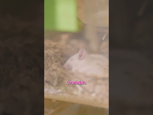 Top Science Breakthroughs Using Animal Research in 2025