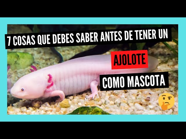 COSAS que DEBES SABER antes de tener un AJOLOTE como MASCOTA