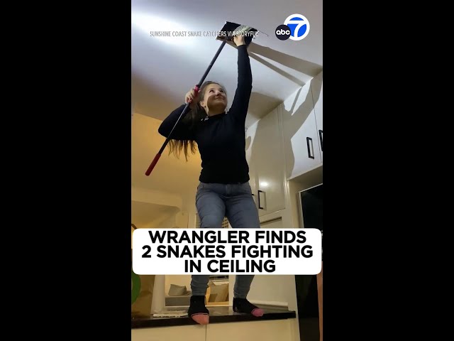 Queensland snake catcher pulls two sparring carpet pythons from roof