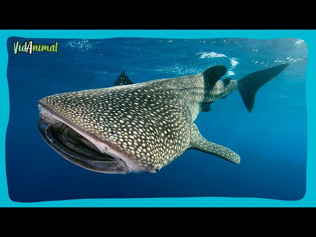 ALL about the WHALE SHARK: The largest fish in the world.
