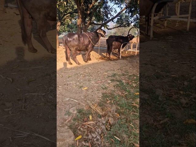 natural breeding for jafrabadi bull#jafrabadi bull #breeding #original #funny#comedy#top qualitybull