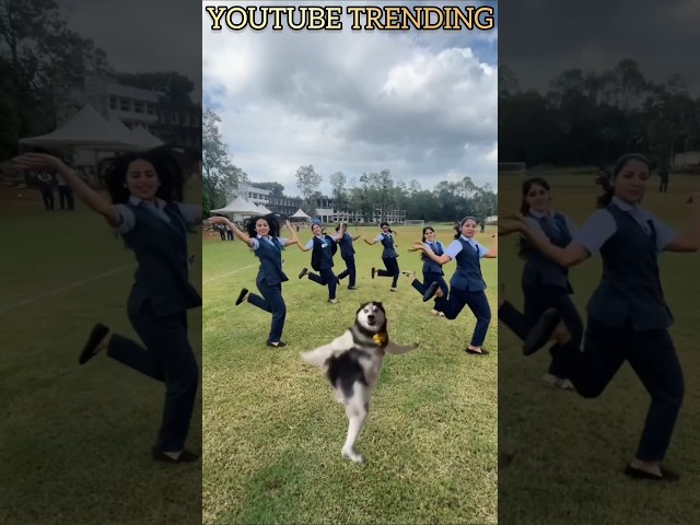 Husky Trending Vibes💃✨#husky#IchuIchu#vijayantony#tamil#song#dance#trending#shortvideo#short#shorts