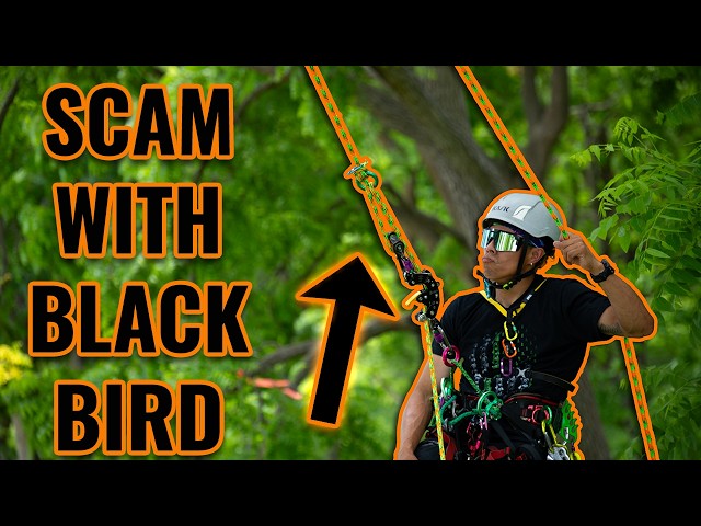 Arborist Tree Climbing Techniques: S.C.A.M w/ ART BlackBird