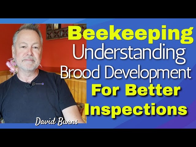 Beekeeping | Understanding The Life Cycle of Honey Bees For Better Inspections