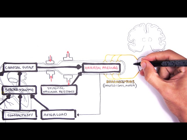 Regulation of Cardiac Output and Mean Arterial Pressure relationships.
