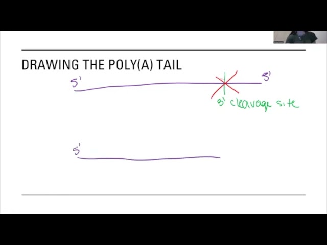 Tricky Topics: Pre mRNA Processing