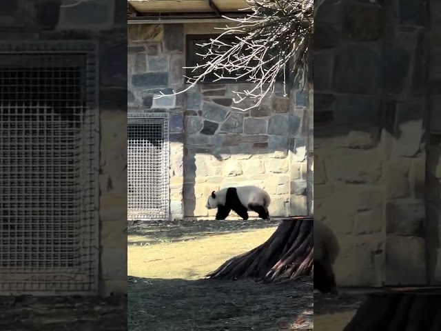 WOW GIANT PANDAS in WASHINGTON DC ZOO 2025