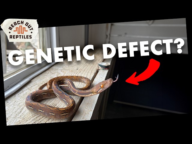 Super Dwarf Reticulated Python Care Guide