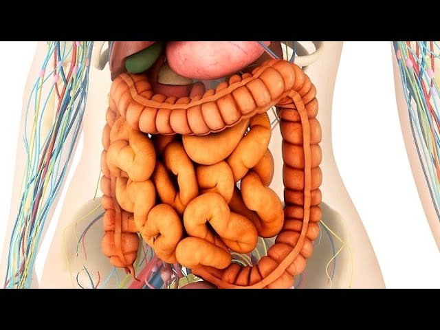 New video on Development of GIT | High yield USMLE, NEXT-PG | GIT embryology.