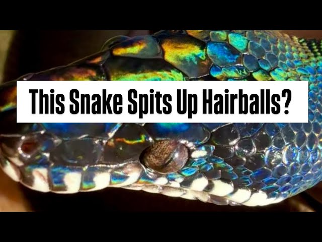 Do White Lipped Pythons Spit Up Hairballs? 