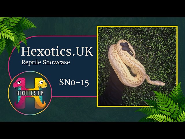 SNo-15 (F) Super Pastel Lesser Red Axanthic pos YB - Royal Python at Hexotics.UK