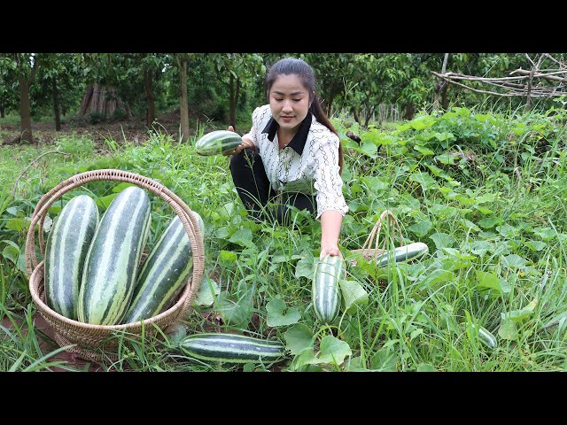 Countryside Vlog: Harvest big cucumber and cooking | Fermested cucumber recipe