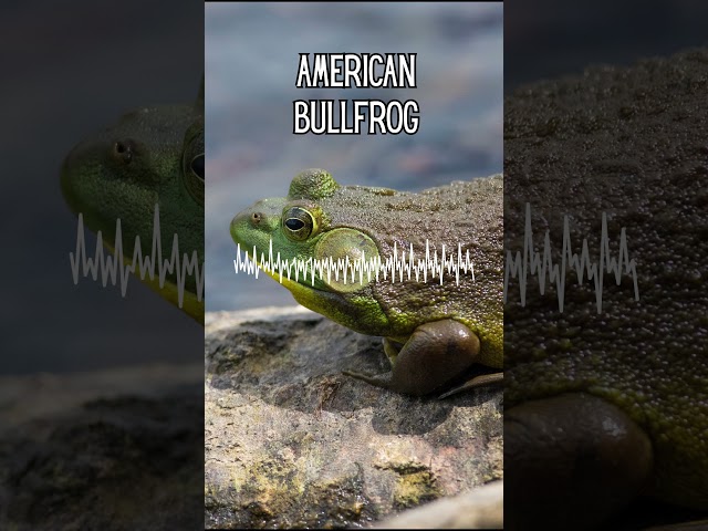 Michigan Frog Sounds  #michigan