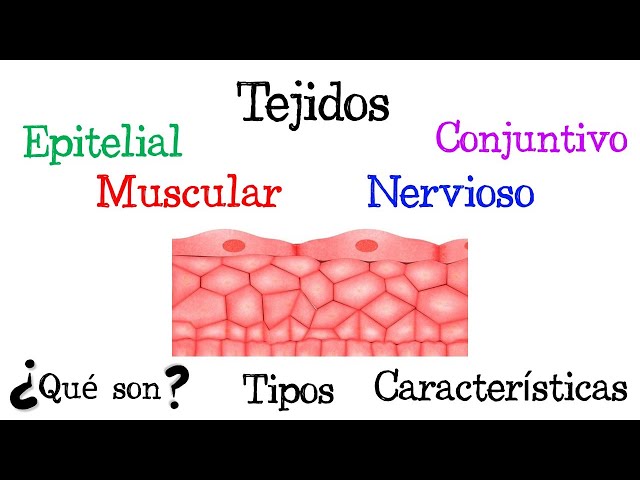 🍖 What are Tissues? 🍖 Types and Characteristics [Easy and Quick] | BIOLOGY |
