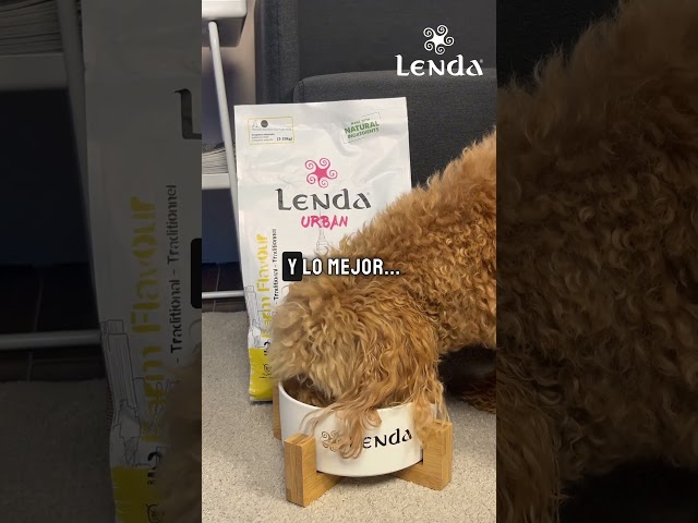 Lenda Urban, premium food, now at the best price ✨🤑