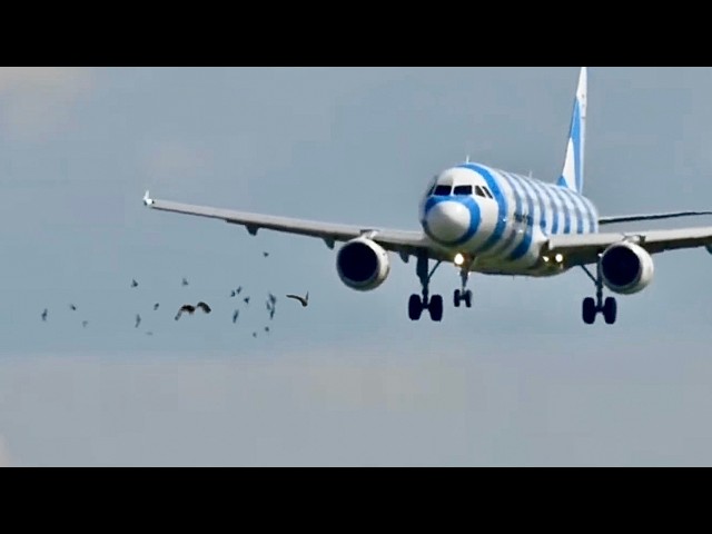 Plane Suffers Birdstrike Into Both Engines