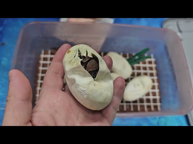 Thirty-fourth Ball Python Egg Cutting of 2025: White Diamonds! 