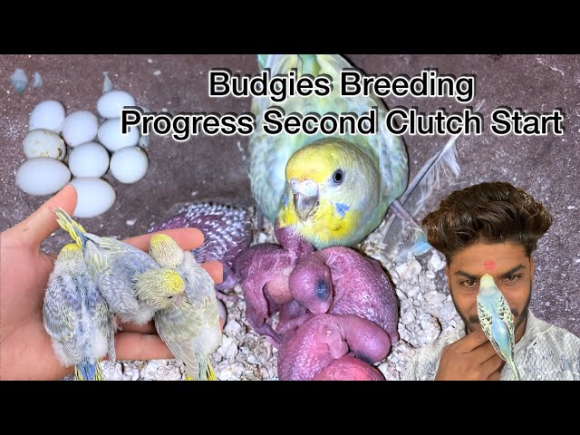 Budgies Colony Breeding Progress 2nd Clutch || budgies breeding progress
