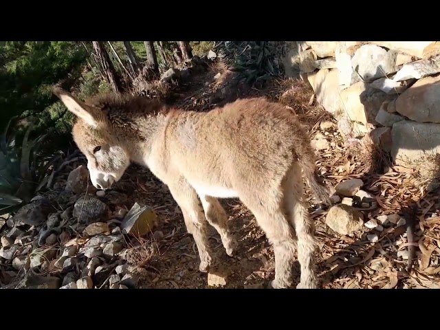 Pollino pequeño corriendo por el campo #pollino  #asno #burrito  #cajamarcaperu 