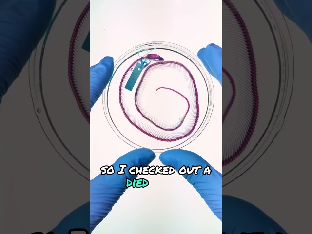 I Found a Snake with Legs