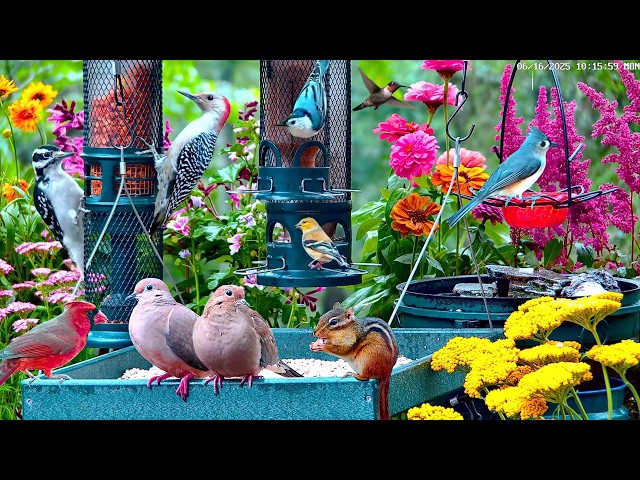 🔴LIVE Cottage Spring Bird Feeder: Cardinals, Woodpeckers, Goldfinches, Nature Sounds, Sleep, Cat TV