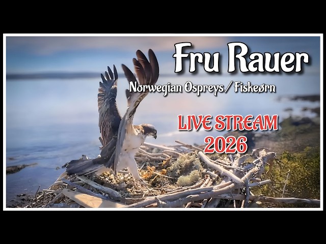 Fru Rauer - Norwegian Osprey Live Stream