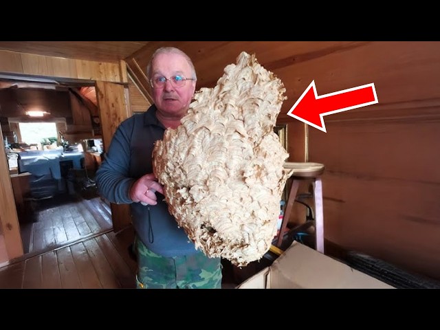 He Thought It Was a Normal Hornet's Nest, Until Experts Took a Closer Look…