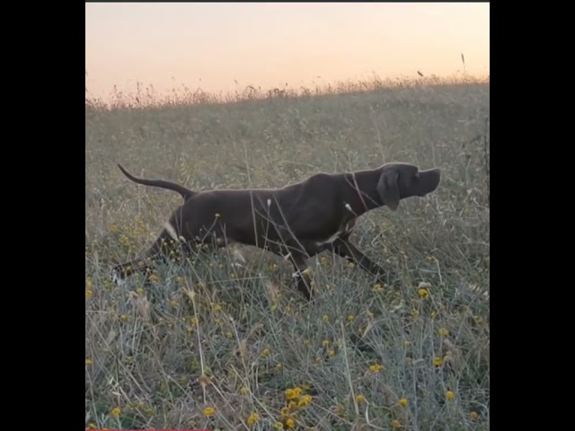 pointer inglés #caza #pointer #hunting #chasse #chasseur