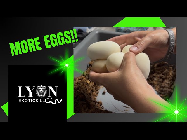 Pulling Eggs After Pool Time Part 2