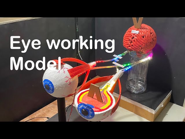 human eye working model | working model of eye for science exhibition | biology working model
