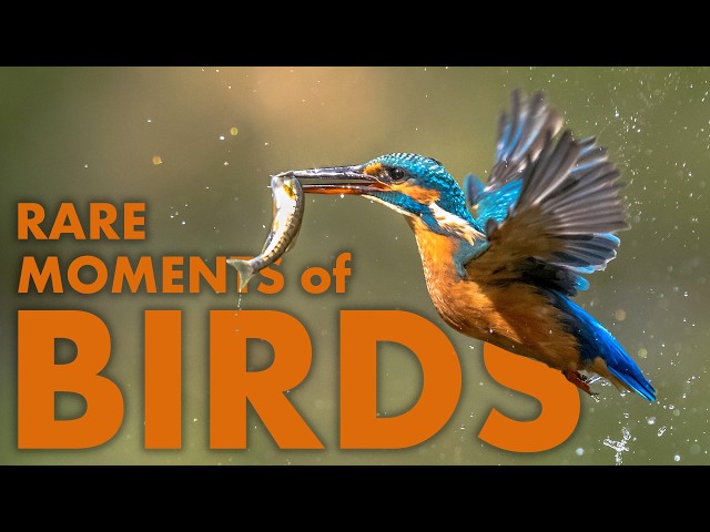 AMAZING LIFE OF BIRDS | Full Wildlife Documentary