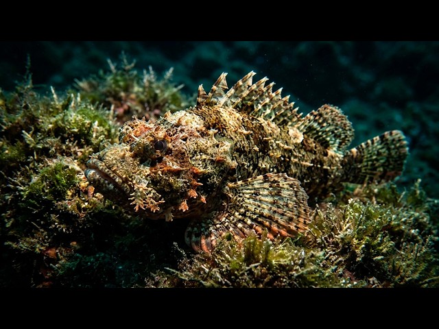 The mystery of the invisible fish - SOUNDS OF NATURE