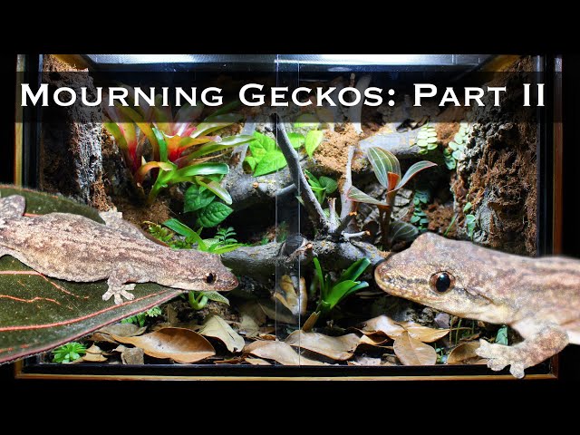 Bioactive Mourning Gecko Setup Part II: Planting, Lighting, and Introducing the Geckos
