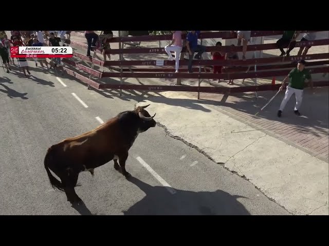SEGUNDO ENCIERRO de Calasparra 2026 | Novillos de Aldeanueva