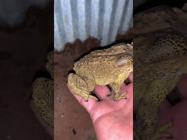 Perfect toad frog sounds at night #wildlife #viral #animal #life #sound #nature #sound #video  #frog