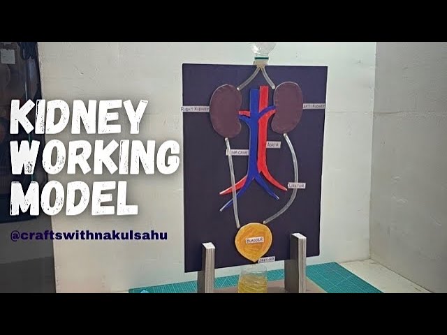 Science Project working model | Kidney Working Model with cardboard #biology crafts with Nakul Sahu 