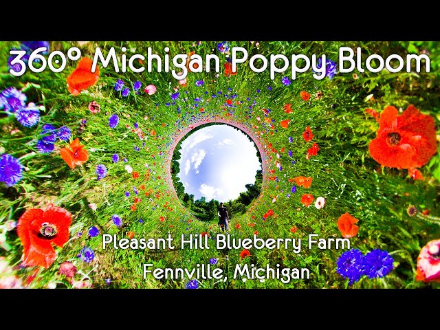 360° Poppy Field at Pleasant Hill Blueberry Farm in Fennville Michigan