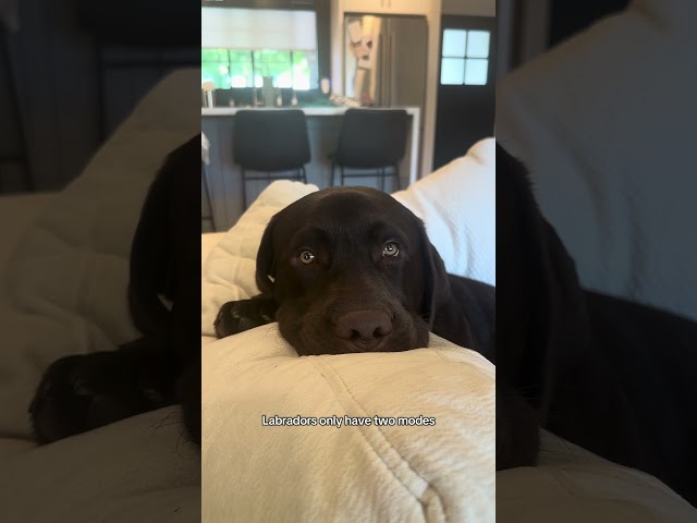 Labradors have two modes #puppy #retreiver #dog #labrador #chocolatelabs #dogmom