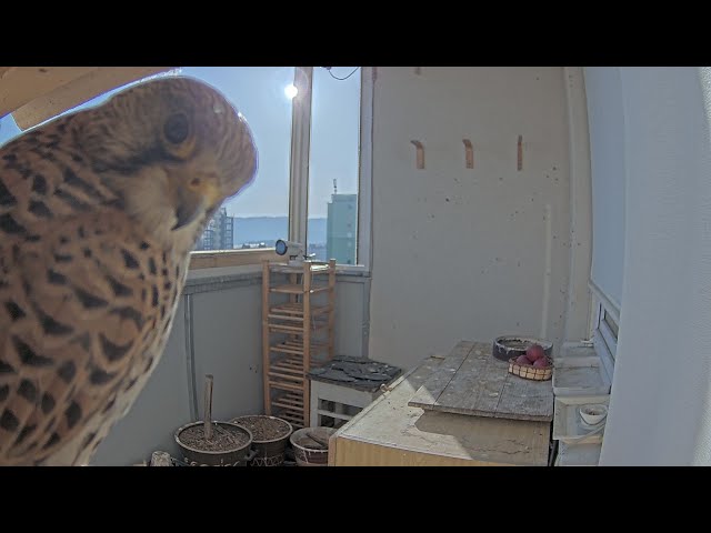 Falco tinnunculus brunensis – cam 5